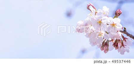 桜 さくら サクラ 49537446