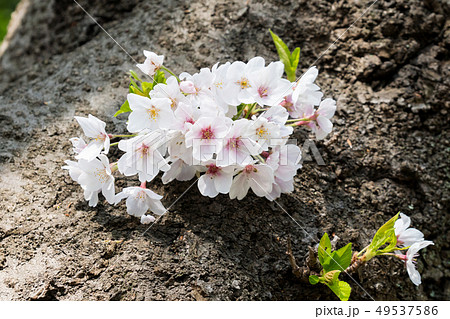 大木に咲かせる可憐な桜/Cherry Tree_1の写真素材 [49537586] - PIXTA