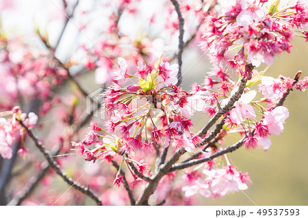 ピンク色の女性感漂う桜/Pink Cherry Blossom_1 ピンク色の女性感漂う桜/Pink Cherry Blossom_1 49537593
