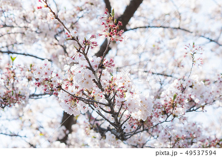 満開の桜並木/Cherry Trees_3 満開の桜並木/Cherry Trees_3 49537594