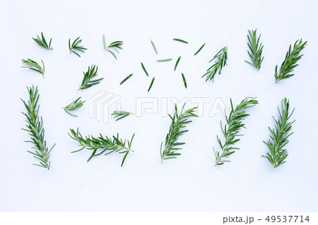 Fresh rosemary isolated on white. Fresh rosemary isolated on white. 49537714