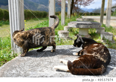 猫・野良猫・錆柄・仲良し・三月・可愛い・快晴・寛ぐ 猫・野良猫・錆柄・仲良し・三月・可愛い・快晴・寛ぐ 49537974