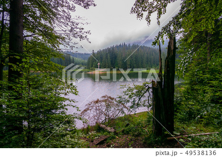 The old tree in the forest on the bank of the lake The old tree in the forest on the bank of the lake 49538136