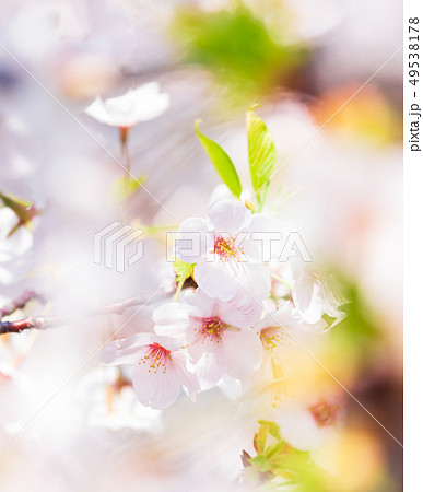 桜イメージ 桜イメージ 49538178