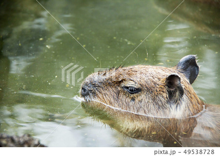 カピバラの露天風呂(伊豆シャボテン動物公園) カピバラの露天風呂(伊豆シャボテン動物公園) 49538728
