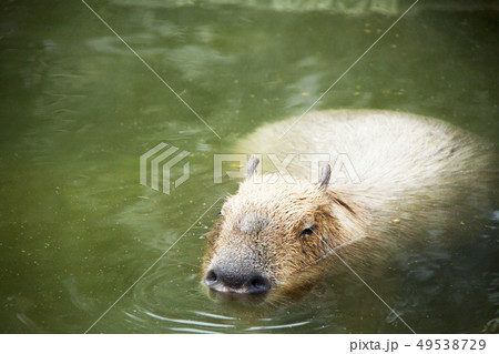 カピバラの露天風呂(伊豆シャボテン動物公園) カピバラの露天風呂(伊豆シャボテン動物公園) 49538729