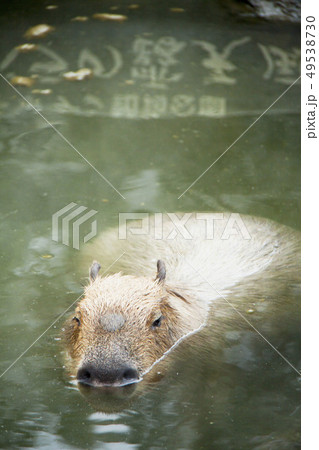 カピバラの露天風呂(伊豆シャボテン動物公園) カピバラの露天風呂(伊豆シャボテン動物公園) 49538730