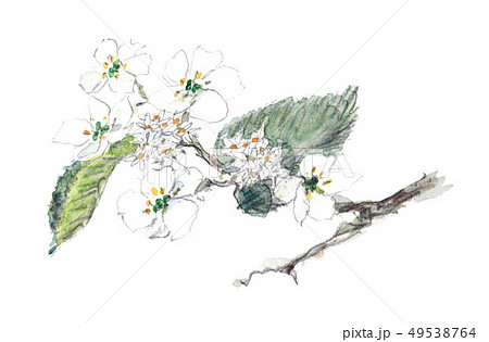 ウツギ ウツギ 49538764