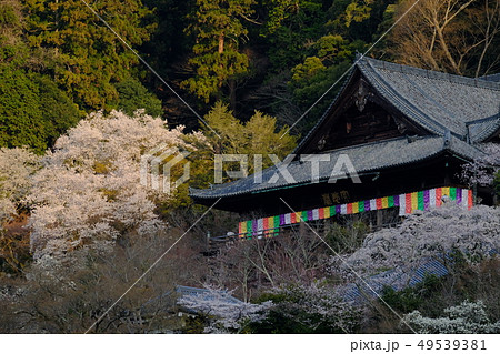 朝日をあびる長谷寺の桜（奈良県桜井市） 49539381