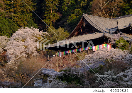 朝日をあびる長谷寺の桜（奈良県桜井市） 49539382