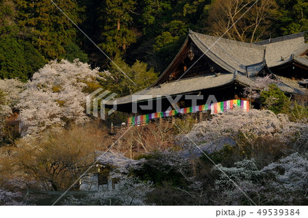 朝日をあびる長谷寺の桜（奈良県桜井市） 49539384