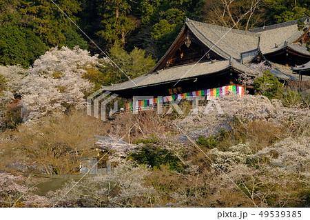 朝日をあびる長谷寺の桜(奈良県桜井市) 朝日をあびる長谷寺の桜(奈良県桜井市) 49539385