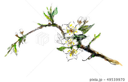 モミジイチゴの花 49539970