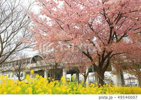 なのはな畑１４ 49540007