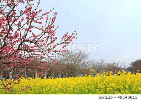 なのはな畑２２ 49540015