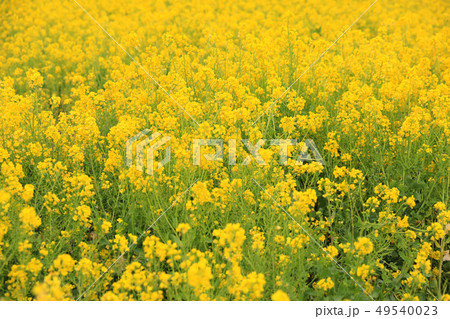 なのはな畑２８ 49540023