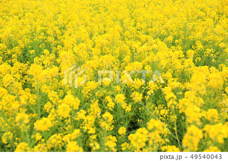 なのはな畑３９ 49540043