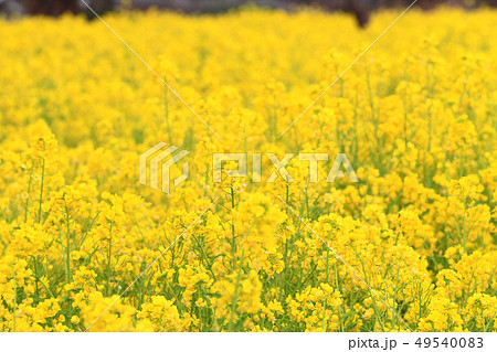 なのはな畑68 なのはな畑68 49540083