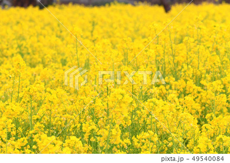 なのはな畑６９ 49540084