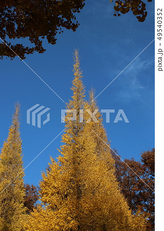 明治神宮外苑前いちょう並木 49540352