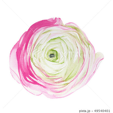 透明水彩 水彩画 花 49540401