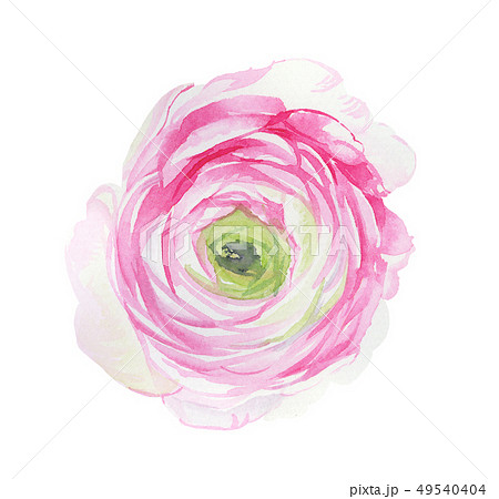透明水彩 水彩画 花 49540404