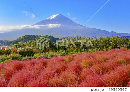 富士山と河口湖大石公園のコキアの写真素材