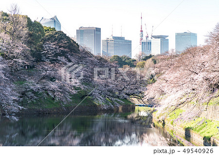 Cherry blossom (sakura),樓花,東京,tokyo,春天,spring 49540926