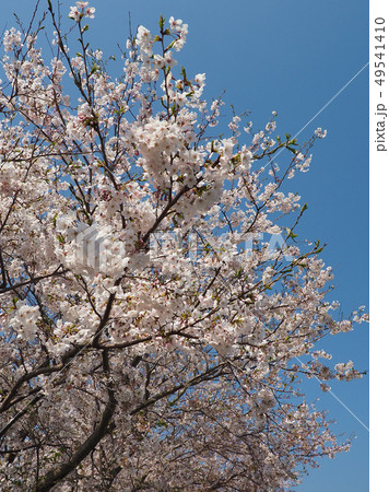 春イメージ(桜の花) 春イメージ(桜の花) 49541410