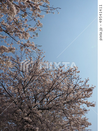 春イメージ（桜の花） 49541411