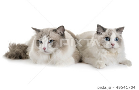 ragdoll cats in studio ragdoll cats in studio 49541704