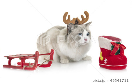 ragdoll cat in studio 49541711
