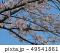 さくら 49541861