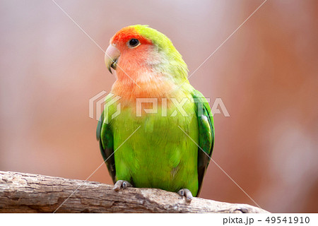 Nyasa lovebird or lilians lovebird, exotic parrot bird, perched on a tree branch. 49541910