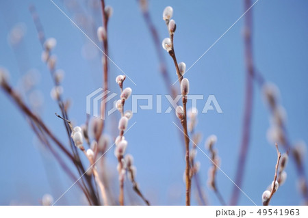 ネコヤナギの芽 49541963