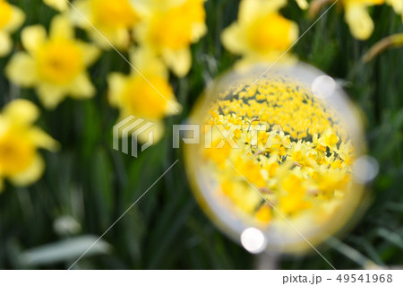 水仙 黄色の花 鏡 49541968