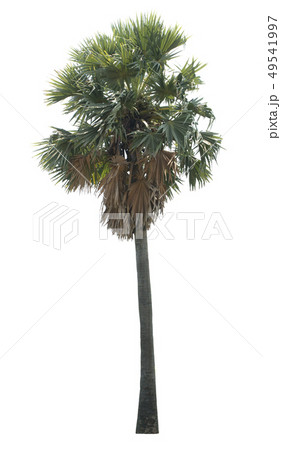 Big sugar palms (borassus flabellifer) isolated on 49541997