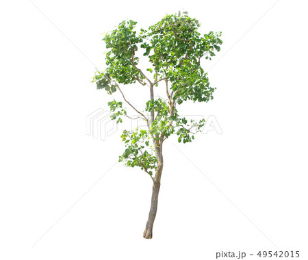 Syzygium cumini tree isolated on white 49542015