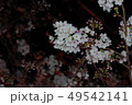 夜桜 49542141