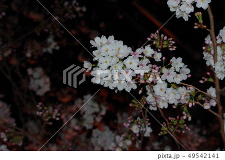 夜桜 49542141