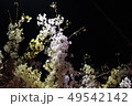 夜桜 49542142