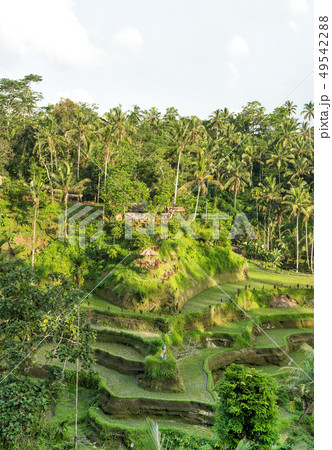 Rice terrace Tropical landscape palm trees  green 49542288