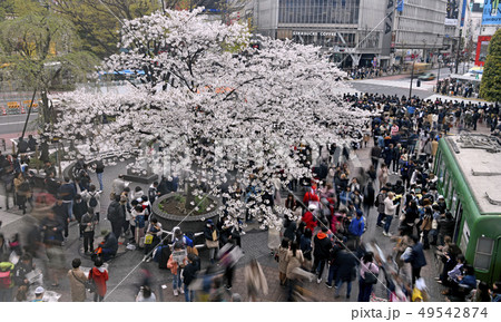 日本の東京都市景観　渋谷駅前で配られた「令和」号外の争奪戦。新聞号外を読む若者ら＝4月1日午後 49542874