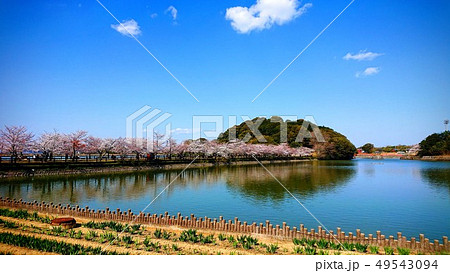 青空と桜と水辺 49543094