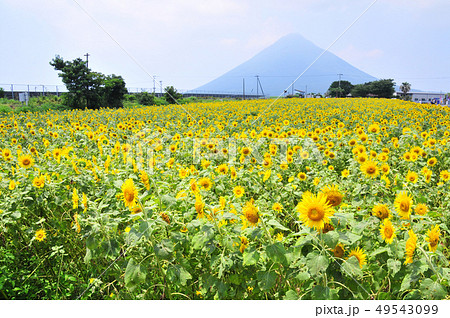 開聞岳とひまわり畑 開聞岳とひまわり畑 49543099