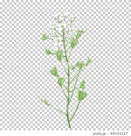 ナズナ_季節の草花_春 49543227