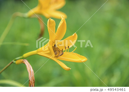 【ニッコウキスゲ　蝶】 49543461