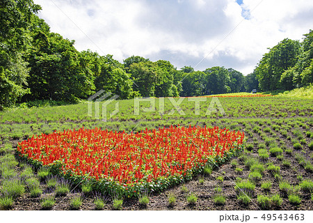 【花畑】 49543463