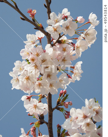 春イメージ（桜の花） 49543814