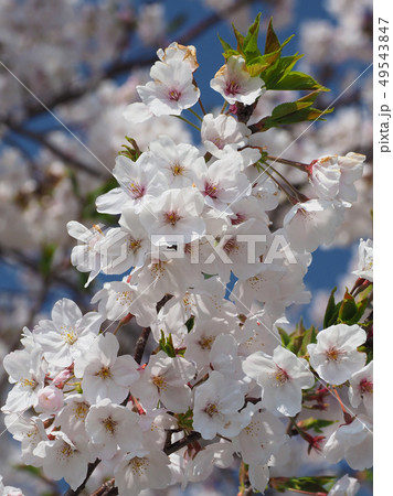 春イメージ(桜の花) 春イメージ(桜の花) 49543847
